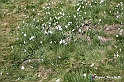 VBS_2471 - Fioritura Narcisi Castelnuovo Nigra 2022 e campi di papaveri rossi